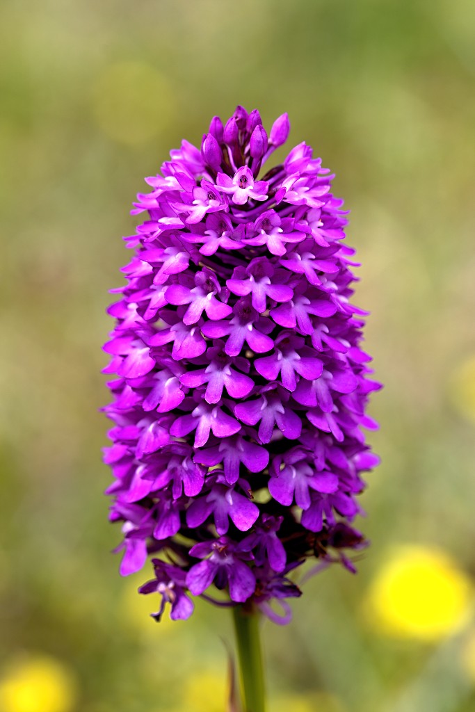 voornes duin tenellaplas Quackjeswater natuur natuurgebied natuurmonumenten hdr duinen Zuid Hollands landschap polder bossen natuurreservaat Natura 2000